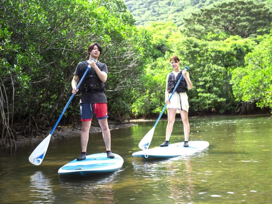 Iriomote island: Mangrove River SUP or Canoe Cruising Tour - Why Iriomote’s mangroves are worth your time