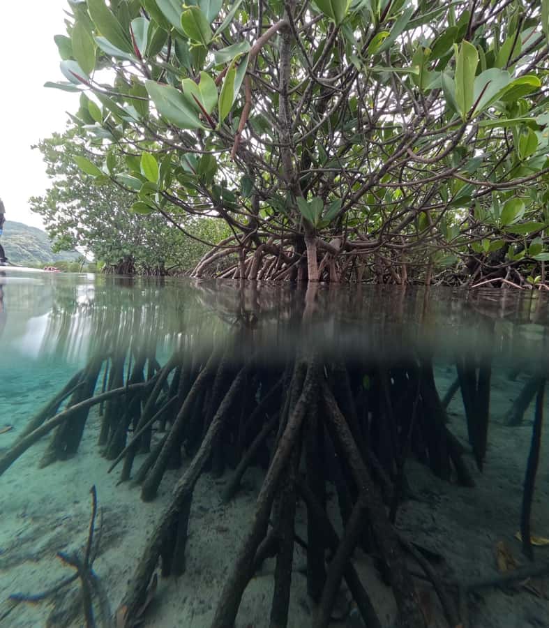Iriomote island: Mangrove River SUP or Canoe Cruising Tour - What the 150 minutes really includes
