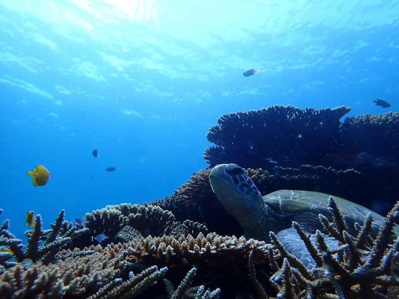 Ishigaki Island: Blue Cave Exploration & Snorkeling Tour - The snorkeling is usually the stronger half