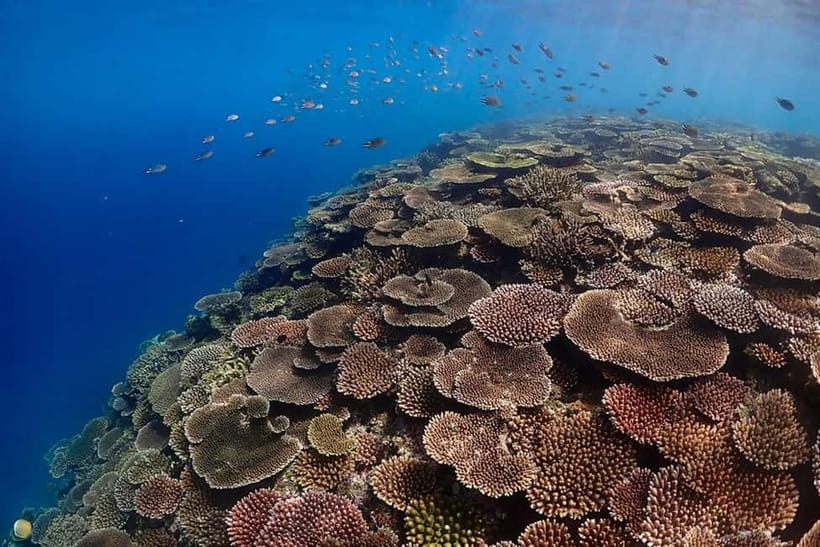 Ishigaki Island: Blue Cave Exploration & Snorkeling Tour - What the $47 price includes