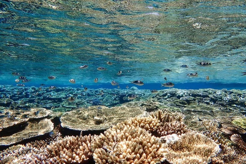 Ishigaki Island: Blue Cave Exploration & Snorkeling Tour - Who should book this Ishigaki snorkeling tour