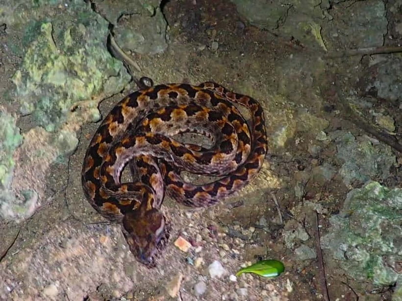 Ishigaki: Jungle Walk and Stargazing Night Tour - Why Ishigaki works so well after dark