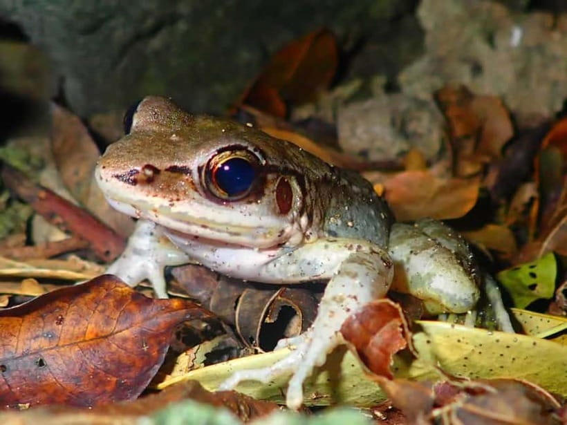 Ishigaki: Jungle Walk and Stargazing Night Tour - The one-hour night walk