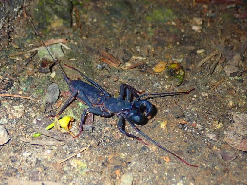 Ishigaki: Jungle Walk and Stargazing Night Tour - Stargazing on the west side of Ishigaki