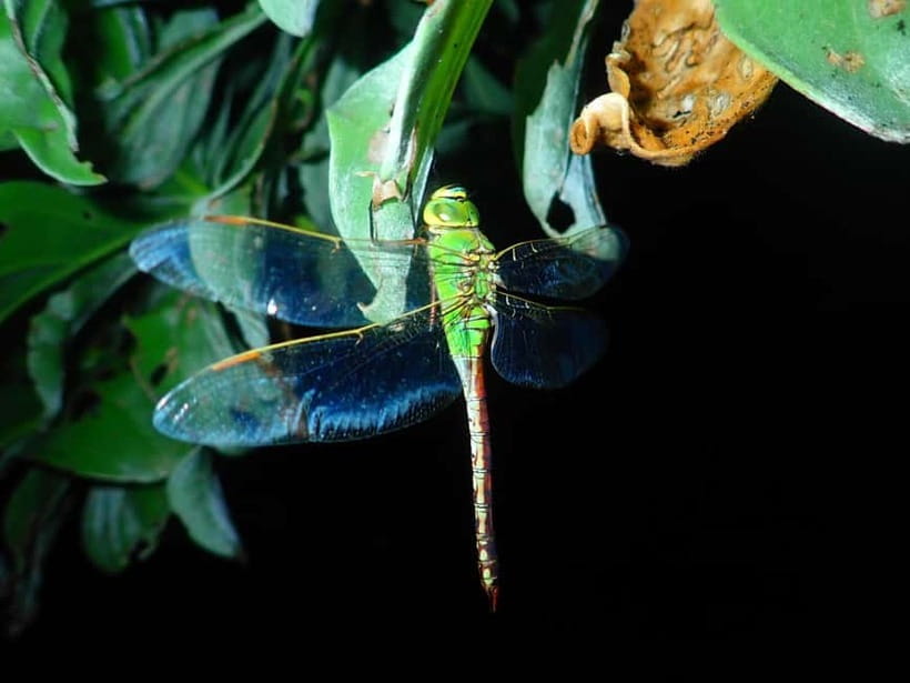 Ishigaki: Jungle Walk and Stargazing Night Tour - How much value do you get for $31?