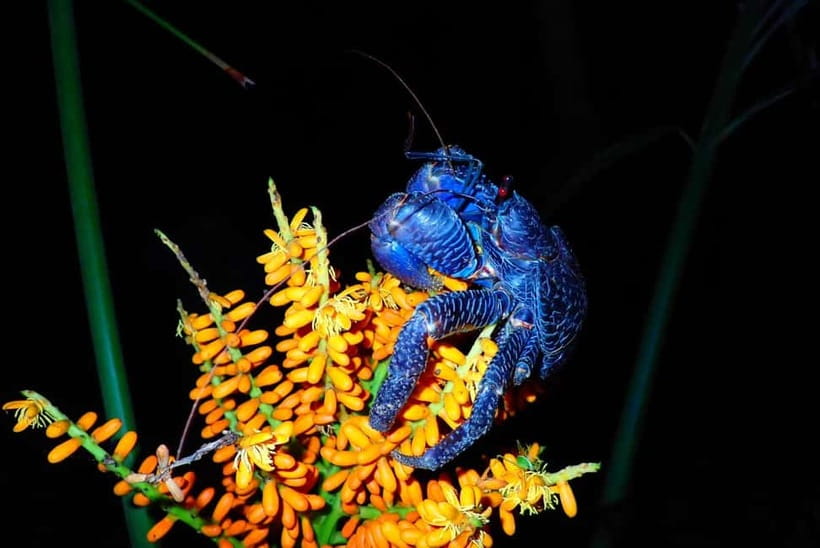 Ishigaki: Jungle Walk and Stargazing Night Tour - Weather, group size, and comfort