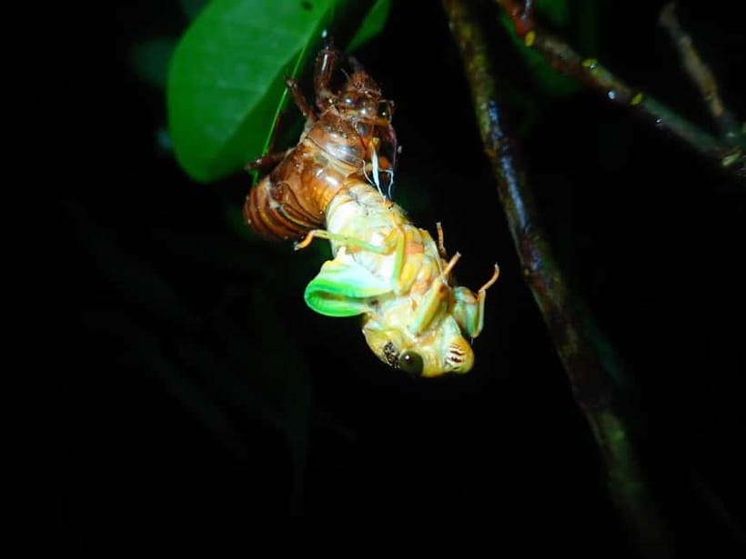 Ishigaki: Jungle Walk and Stargazing Night Tour - Should you book it?