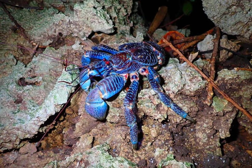 Ishigaki: Jungle Walk and Stargazing Night Tour - Meeting at the Euglena Ferry Terminal