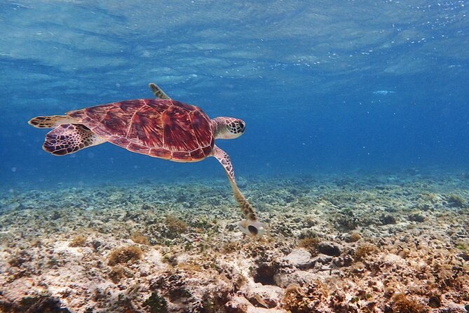 [Ishigaki]Mangrove SUP/Canoe + Blue Cave Snorkeling - What the guides add to the morning