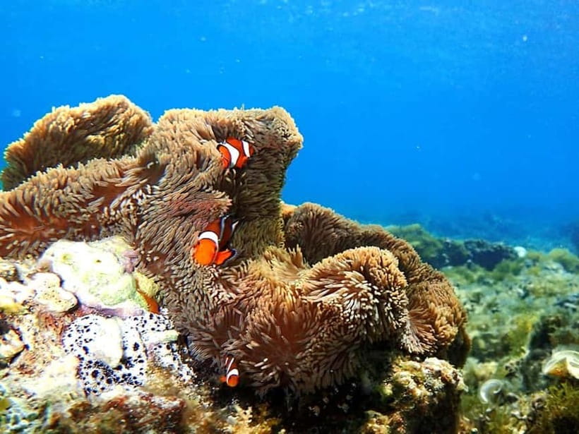 Ishigaki: Mangrove SUP or Canoe & Phantom Island Snorkeling - Snorkeling in a natural aquarium