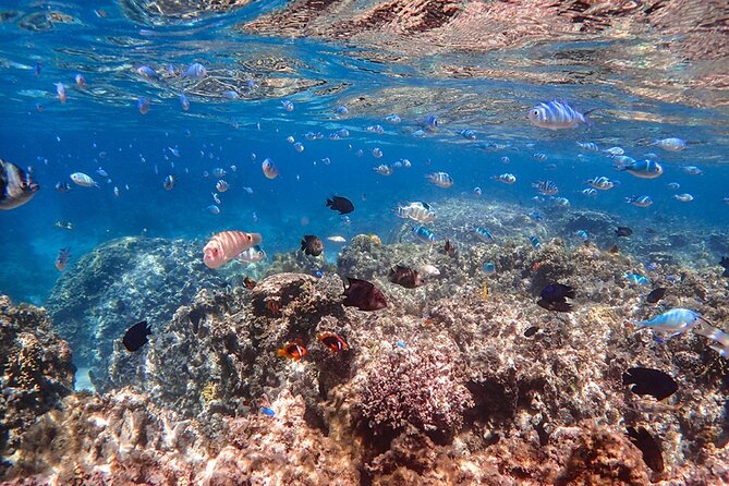 Ishigaki Mangrove SUP or Canoeing and Phantom Island Snorkeling - What the snorkeling portion is really like