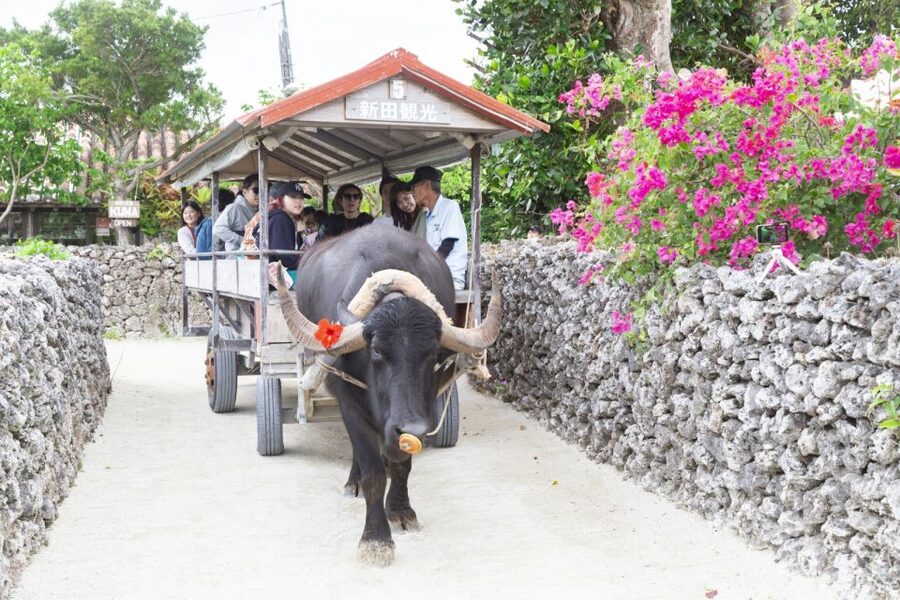 Ishigaki: Phantom Island Snorkeling and Taketomi Sightseeing - What the $69 Price Really Covers