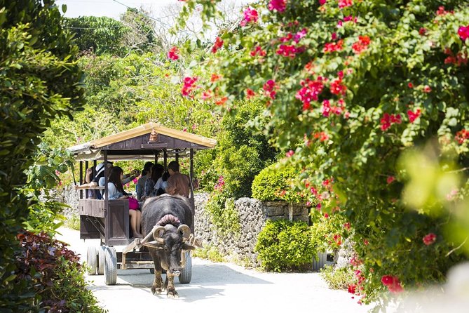 Ishigaki Phantom Island Snorkeling Taketomi Island Sightseeing - A four-hour morning or afternoon in practical terms