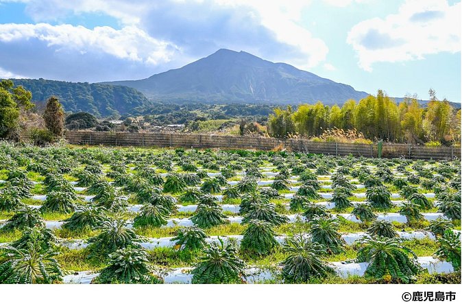 Kagoshima Nature and Food Culture Private Tour - Tarumizu Roadside Station for lunch and local products