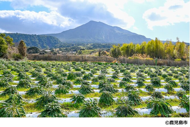 Kagoshima Nature and Food Culture Private Tour - Sakurajima Daikon fields and a slower farm visit