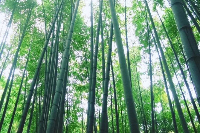 Kamakura Bamboo Forest and Great Buddha Private Tour - Public transportation changes the feel of the day