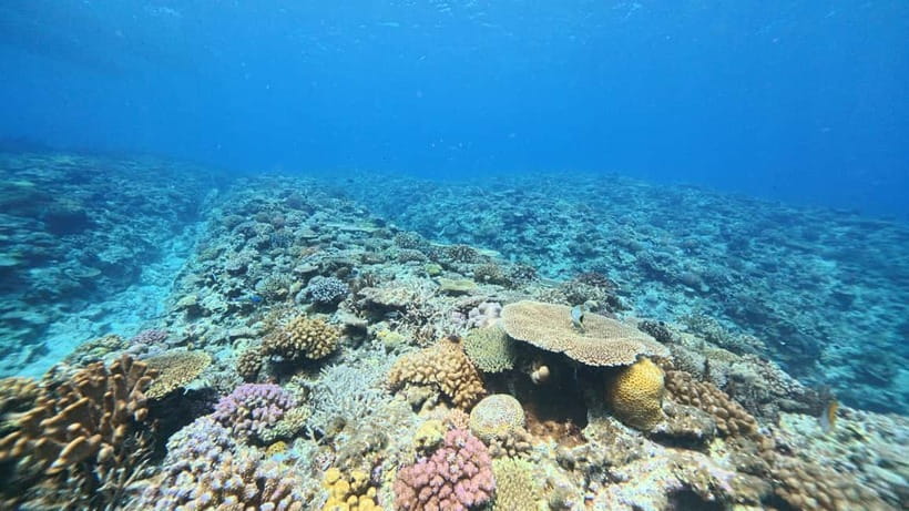 Kerama Half-Day Snorkeling Tour - Coral reefs, clear water, and the chance of a turtle