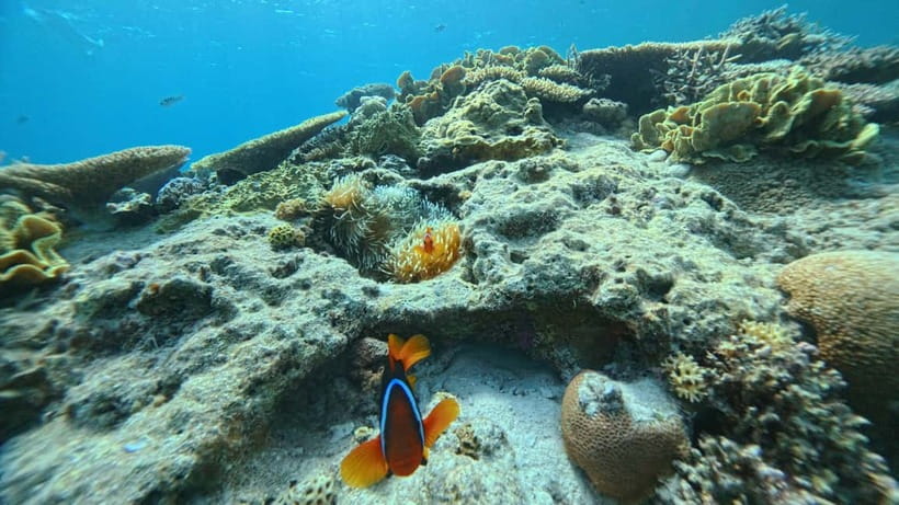 Kerama Half-Day Snorkeling Tour - Equipment, instruction, and comfort