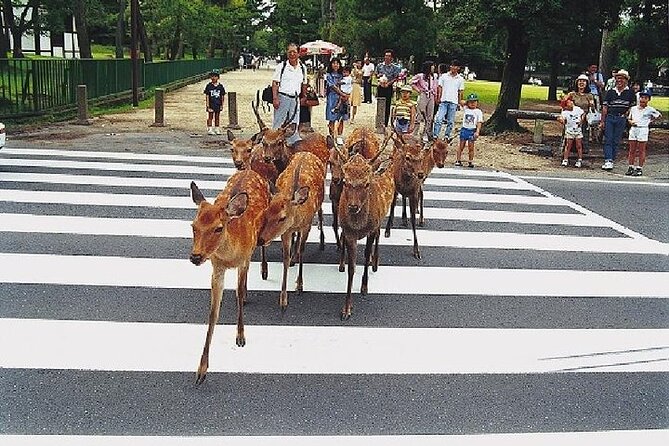 Kyoto and Nara Day Trip from Kyoto - Why this Kyoto and Nara combination works