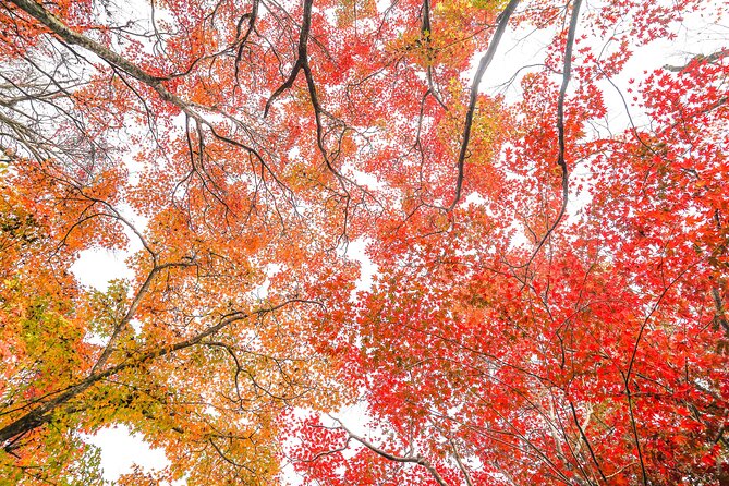 Kyoto Arashiyama Bamboo forest & Garden Half-Day Walking Tour - How much value do you get for $129.33?
