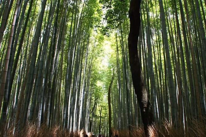 Kyoto: Arashiyama Bamboo Forest, Monkeys, Matcha & Temple Tour - Nonomiya Shrine brings the route back to local tradition