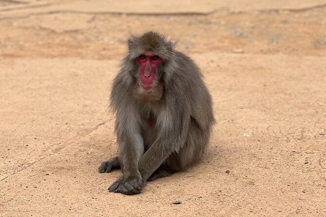 Kyoto: Arashiyama Bamboo Forest, Monkeys, Matcha & Temple Tour - Monkey Park Iwatayama is the tour’s big payoff