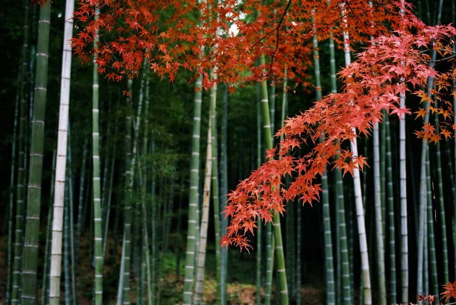 Kyoto: Arashiyama Bamboo, Togetsukyo bridge, Sanso, and more - At a glance