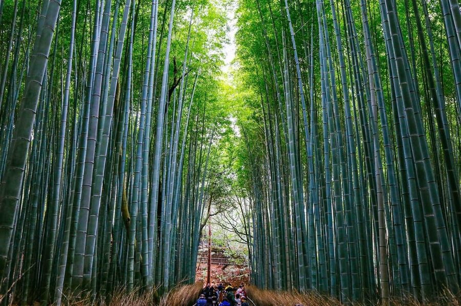 Kyoto: Arashiyama Tour with optional Sagano Romantic Train - Why the train option changes the day