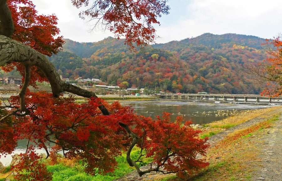 Kyoto: Arashiyama Tour with optional Sagano Romantic Train - What the guides add to the experience