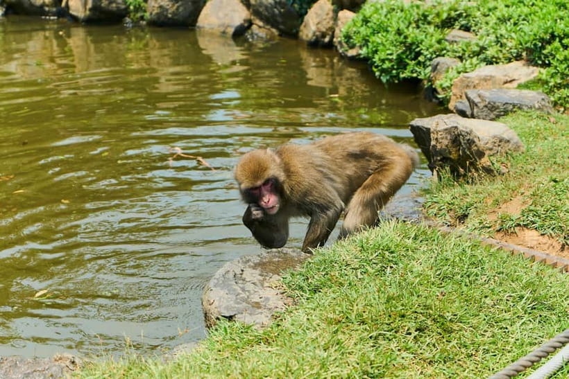 Kyoto: Arashiyama UNESCO Walking Tour with Admission - Timing, comfort, and who should book
