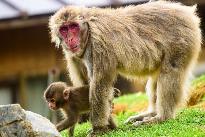 Kyoto Arashiyama Walking Tour: Bamboo, Monkeys, Gardens & Secrets - Starting near Saga-Arashiyama