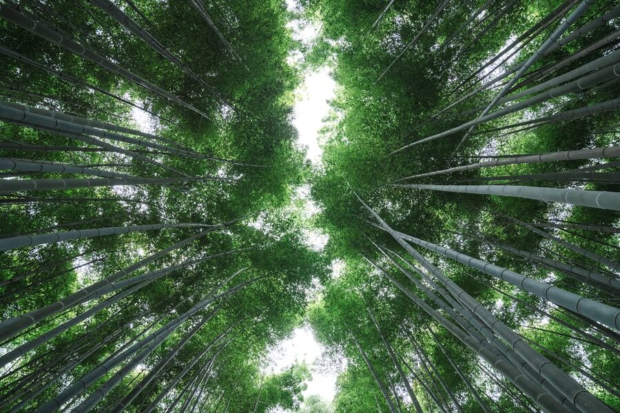 Kyoto: Arashiyama Walking Tour with Local Guide - Should you book the Arashiyama walking tour?