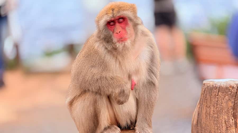 Kyoto: Fushimi, Arashiyama - Bamboo, Monkey, Torii & Secrets - Who should book this walking tour?
