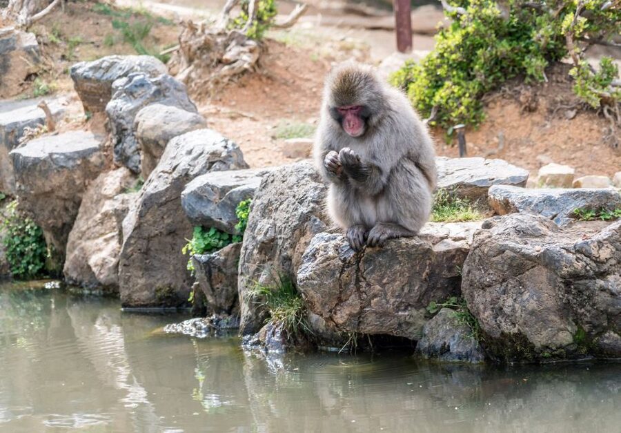 Kyoto: Fushimi, Arashiyama - Bamboo, Monkey, Torii & Secrets - Tenryuji’s Zen garden and temple grounds