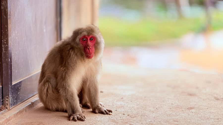 Kyoto: Fushimi, Arashiyama - Bamboo, Monkey, Torii & Secrets - Moving between Kyoto’s two major sights