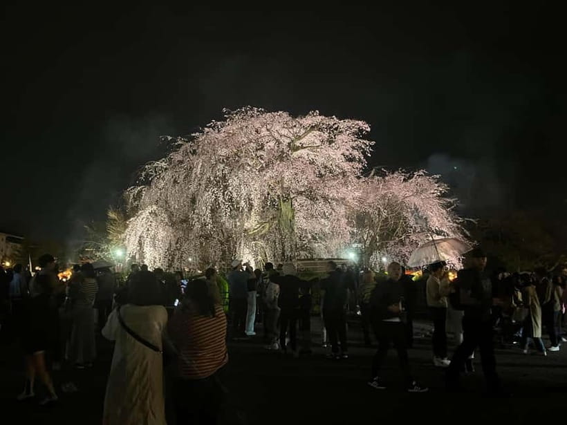 Kyoto: Gion Walking Tour - Price, pace, and who gets the best value