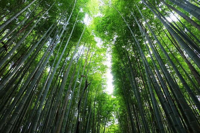 Kyoto Morning Tour with English Speaking Guide - Arashiyama Bamboo Forest and the limits of a one-hour visit