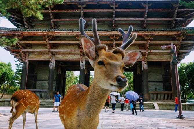 Kyoto & Nara Private Tour from Osaka Kyoto Hotel Pick-up - One day, two historic cities