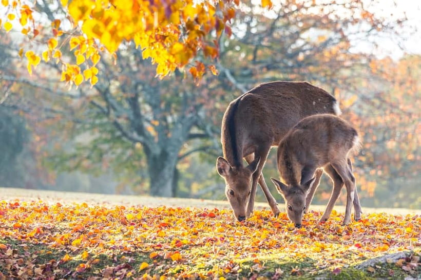 Kyoto/Osaka: Kinkakuji, Bamboo Forest, and Nara Deer Park - Three famous sights, one long day