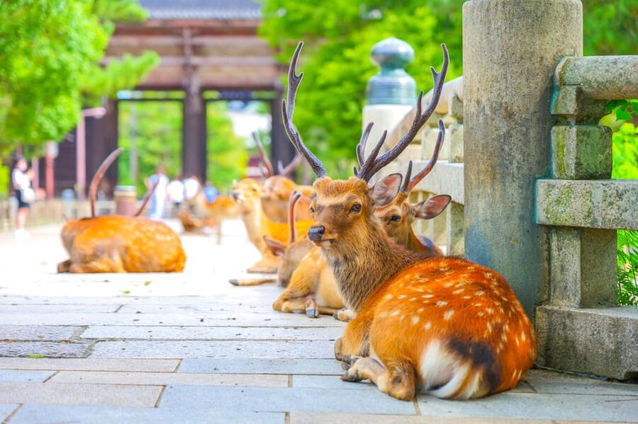 Kyoto/Osaka: Kinkakuji, Bamboo Forest, and Nara Deer Park - What the guides add to the day