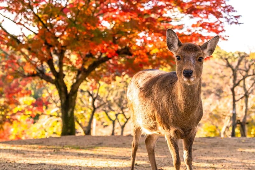 Kyoto/Osaka: Kinkakuji, Bamboo Forest, and Nara Deer Park - Arashiyama’s bamboo grove and the Katsura River
