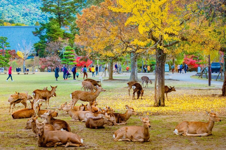 Kyoto/Osaka: Kyoto and Nara Customized Private Guided Tour - What this private Kyoto and Nara day is really designed to do