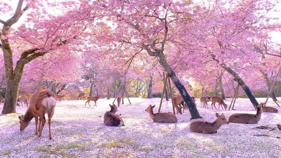 Kyoto/Osaka: Kyoto and Nara Customized Private Guided Tour - Arashiyama Bamboo Forest, Kyoto’s most crowded photo stop