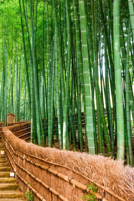 Kyoto/Osaka: Kyoto and Nara Customized Private Guided Tour - Nara Park and the deer