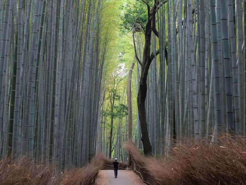 Kyoto/Osaka: Kyoto&Nara Customized Private Highlights Tour - Key points to know before booking