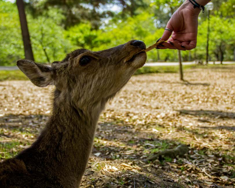 Kyoto/Osaka: Kyoto&Nara Customized Private Highlights Tour - Crossing to Nara Park and the friendly deer