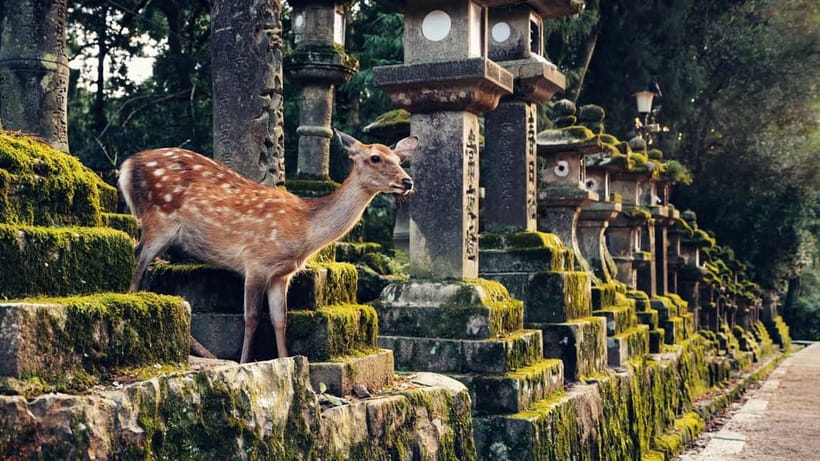 Kyoto/Osaka: Nara, Fushimi Inari Taisha, Arashiyama Bus Tour - Arashiyama’s bamboo forest and Nonomiya Shrine