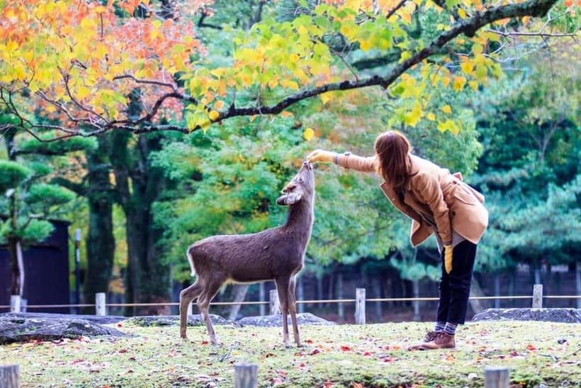 Kyoto/Osaka: Nara, Fushimi Inari Taisha, Arashiyama Bus Tour - Tenryu-ji, Togetsukyo Bridge, and free time
