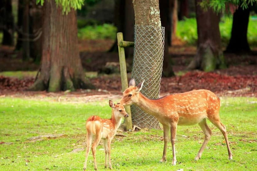 Kyoto/Osaka: Nara, Fushimi Inari Taisha, Arashiyama Bus Tour - Kimono Forest and the final photo stop