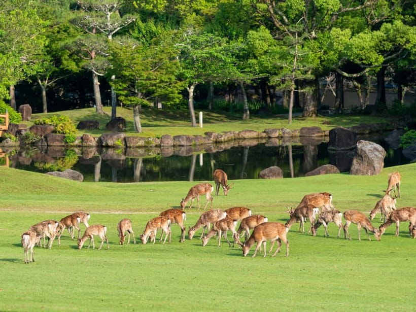 Kyoto/Osaka: Nara, Fushimi Inari Taisha, Arashiyama Bus Tour - How the timing affects your day